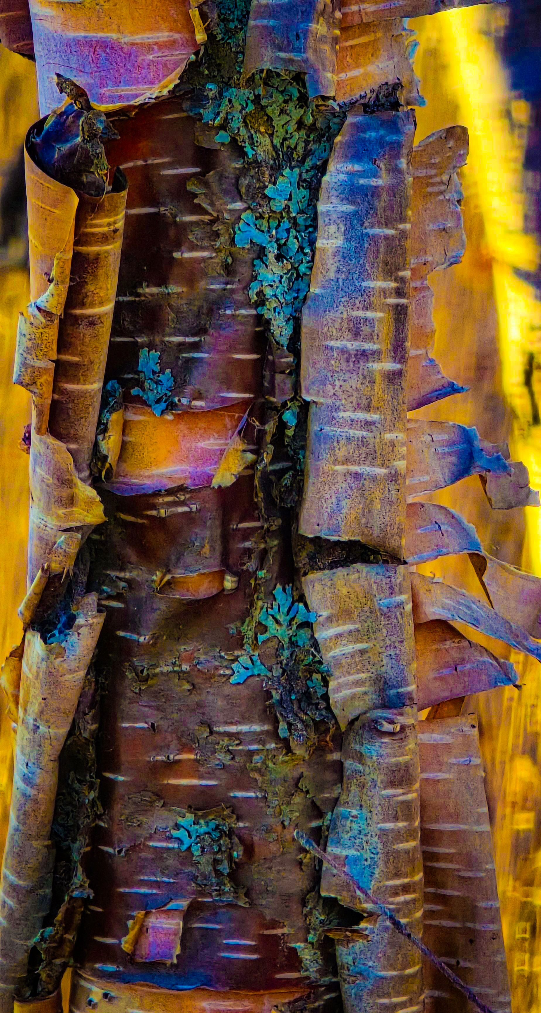 Birch Peeling Retouched